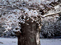 Hêtres sous la neige