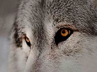 Je suis le loup