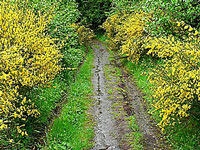 Par les chemins