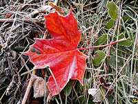 Recette d'Automne