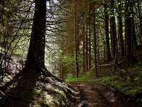 Forêts Sources de pensées